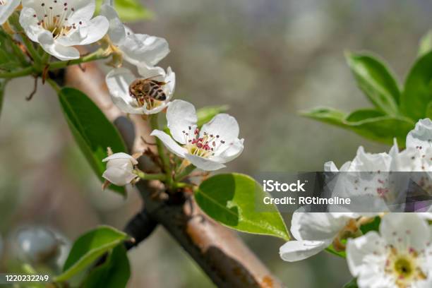 Pear Blossom Close Up Of White Pear Flowers Blooming On The Tree Stock Photo - Download Image Now