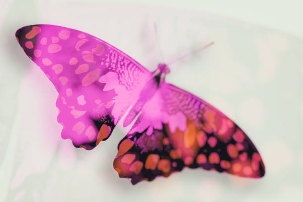 istock beautiful multicolored butterfly isolated on white background 1220232404