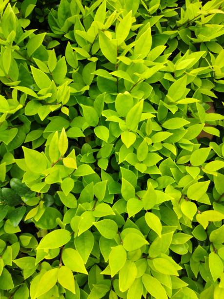 istock green leaves in spring day 1220233120