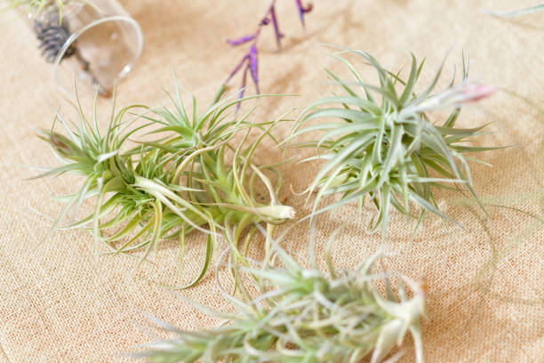 istock Tillandsia air plants on a natural background 1220233281