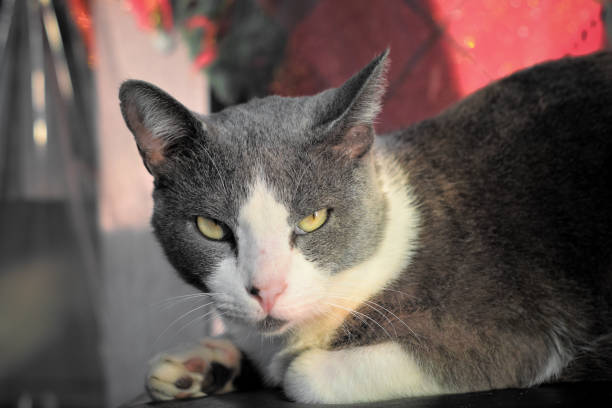Cat lying on floor with arms crossed looking at camera.
