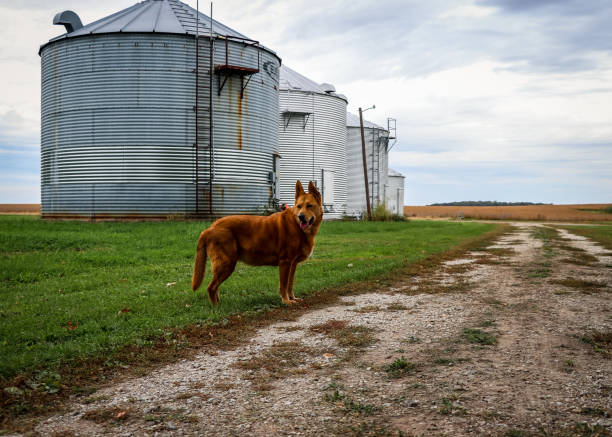 German Shepherd dog wanders past grain bins along corn fields in rural Illinois, Midwest USA