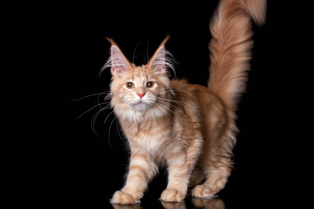 istock Adorable white maine coon kitten. 1220238834