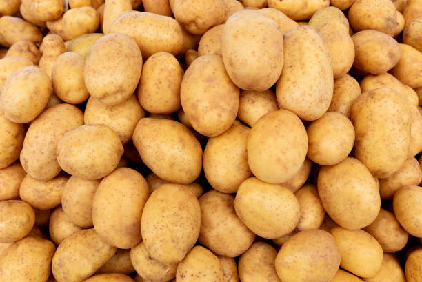 fresh potatoes on the market booth
