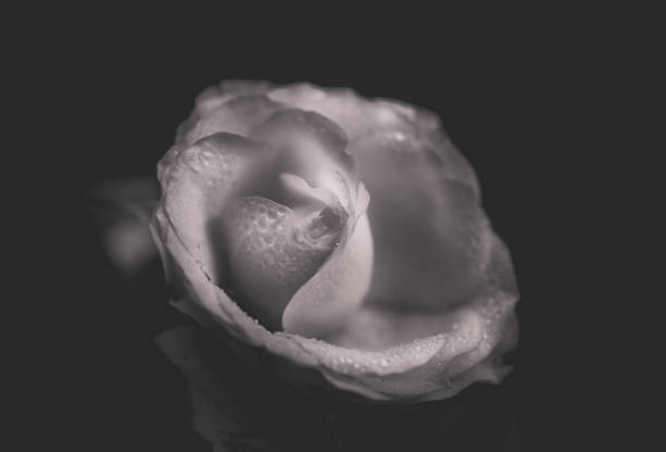 Flowers and leaves deeply contrasted in a silhouette against a white background.
