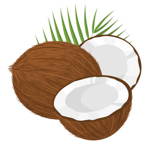 Ilustración de Dibujos Animados Detallados Marrón Exótico Coco Entero Mitad Y Hoja Verde Frutas De Verano Para Un Estilo De Vida Saludable Fruta Orgánica Estilo De Dibujos Animados Ilustración Vectorial Para Cualquier Ilustración de Dibujos Animados Detallados Marrón Exótico Coco Entero Mitad Y Hoja Verde Frutas De Verano Para Un Estilo De Vida Saludable Fruta Orgánica Estilo De Dibujos Animados Ilustración Vectorial Para Cualquier