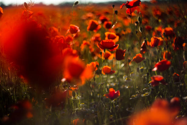 istock Field of poppies close up 1220240778