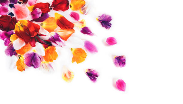 istock Colorful tulip flowers. 1220240916