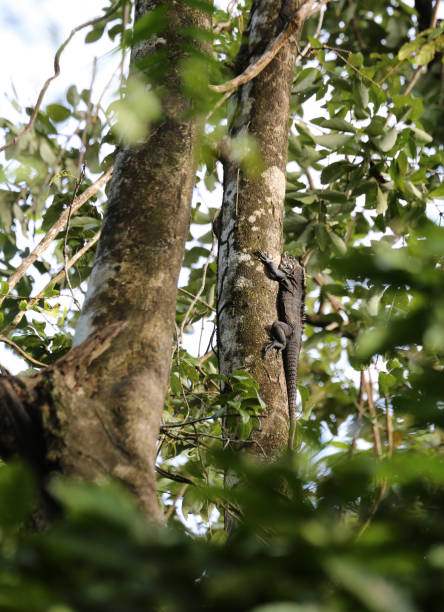 istock Ctenosaura similis, commonly know as the Black Spiny Tailed Iguana at Manuel Antonio Park in Quepos, Puntarenas, Costa Rica 1220241828