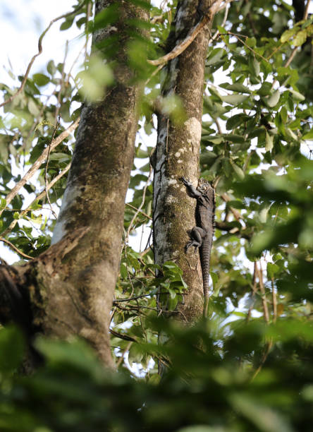 Ctenosaura similis, commonly know as the Black Spiny Tailed Iguana at Manuel Antonio Park in Quepos, Puntarenas, Costa Rica stock photo