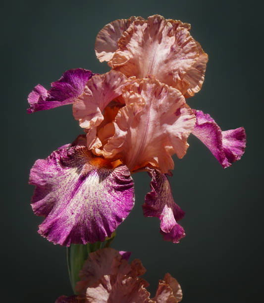 The Beautiful Frills of a Peach and Magenta Iris stock photo