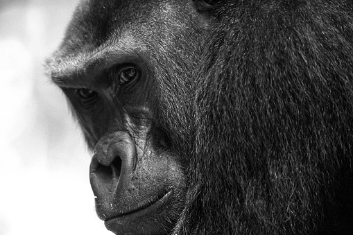 Western Lowland Gorilla (Gorilla gorilla gorilla). BAI Hokou. Dzanga Sangha Special Dense Forest Reserve, Central African Republic in Congo, Basse-Kotto, Central African Republic