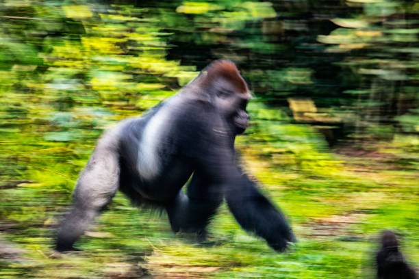 Western Lowland Gorilla (Gorilla gorilla gorilla) silverback 'Makumba' moving through the forest, motion blurred. He is the leader of the habituated gorilla family that lives in Hokou Bai. Dz in Congo, Basse-Kotto, Central African Republic