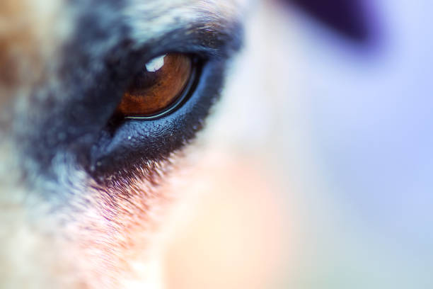 istock Closeup macro image of a dog eye 1220244624