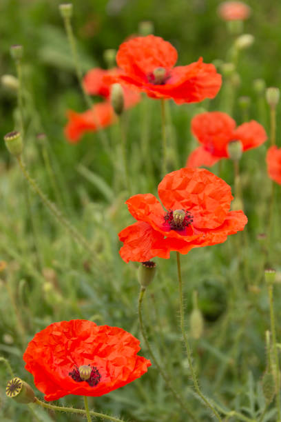 istock Garden flowers - red poppy 1220244654