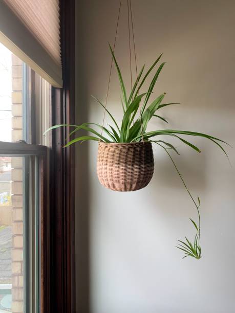 Spider Plant in Hanging Basket Spider plant indoors by window spider plant photos stock pictures, royalty-free photos & images