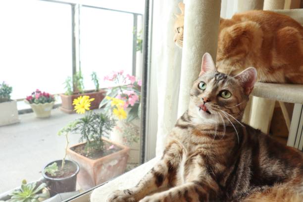 istock Surprised cat with tongue out. 1220247119