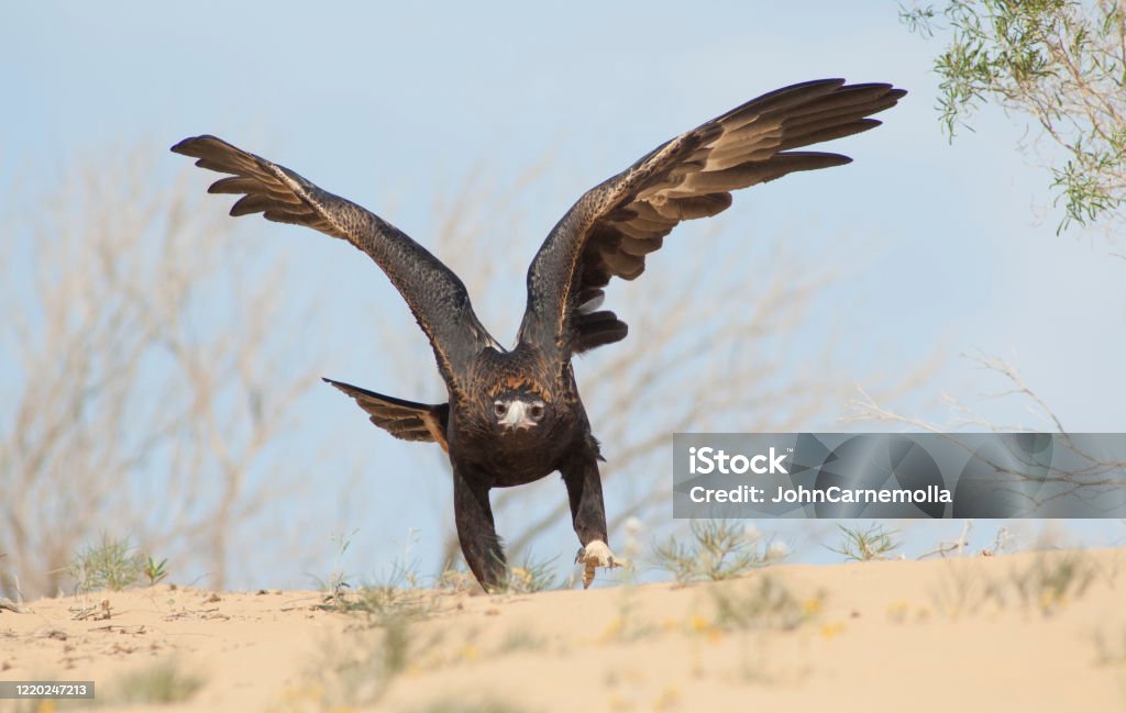 Wedge-tailed eagle  in flight. Wedge-tailed eagle  in flight in the  South Australian desert. Wedge Tailed Eagle Stock Photo