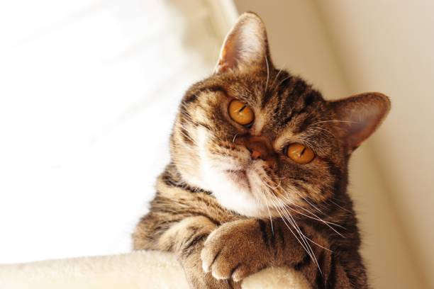 istock Scary face cat like a horror movie. 1220247258