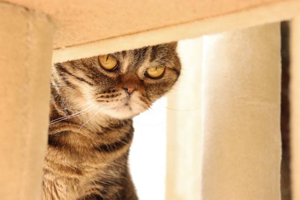 istock A cute cat looking secretly. 1220248778