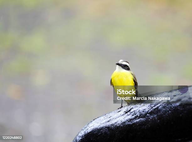 Goldenbellied Flycatcher In Mistico Arenal Hanging Bridges Park La Fortuna Alajuela Province Costa Rica Stock Photo - Download Image Now