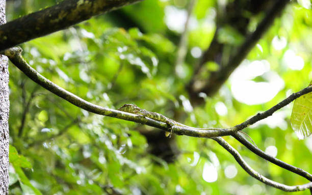 Green lizard in Mistico Arenal Hanging Bridges Park, La Fortuna, Alajuela Province, Costa Rica stock photo