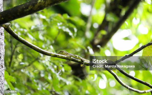 Green Lizard In Mistico Arenal Hanging Bridges Park La Fortuna Alajuela Province Costa Rica Stock Photo - Download Image Now