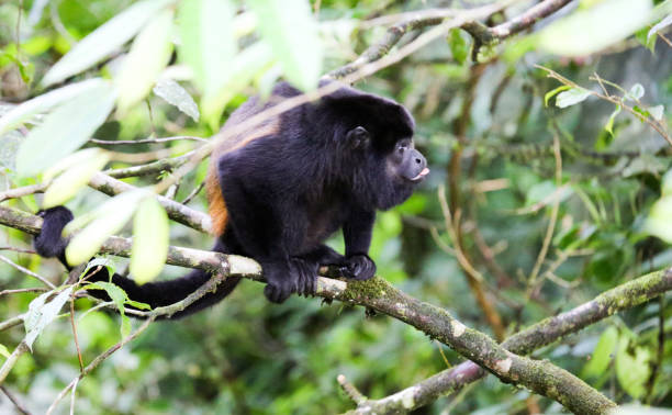 Monkey on a branch in Mistico Arenal Hanging Bridges Park, La Fortuna, Alajuela, Costa Rica stock photo