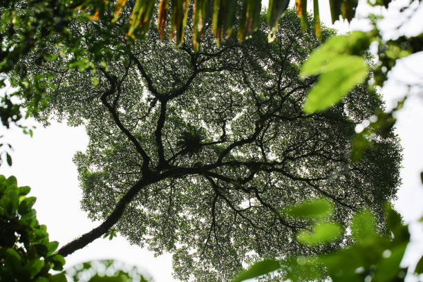 Wonderful tree in Mistico Arenal Hanging Bridges Park, La Fortuna, Alajuela, Costa Rica stock photo