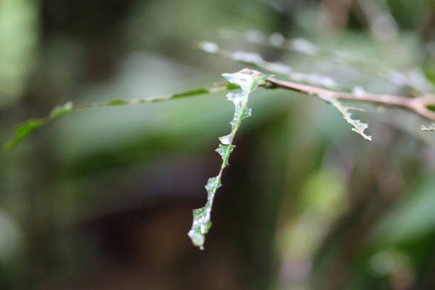 Leaf cut by ants in Mistico Arenal Hanging Bridges Park, La Fortuna, Alajuela, Costa Rica stock photo