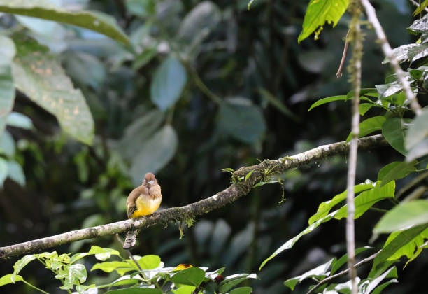 Bird on a branch in The Mistico Arenal Hanging Bridges Park, La Fortuna, Alajuela, Costa Rica stock photo