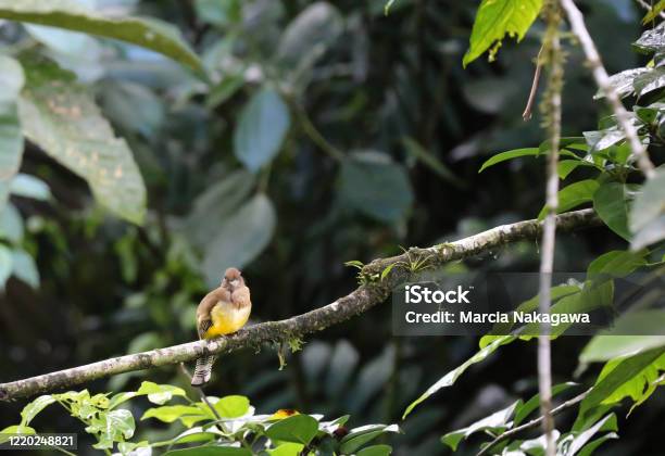 Bird On A Branch In The Mistico Arenal Hanging Bridges Park La Fortuna Alajuela Costa Rica Stock Photo - Download Image Now
