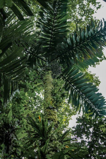 Palm tree in Mistico Arenal Hanging Bridges Park, La Fortuna, Alajuela, Costa Rica stock photo