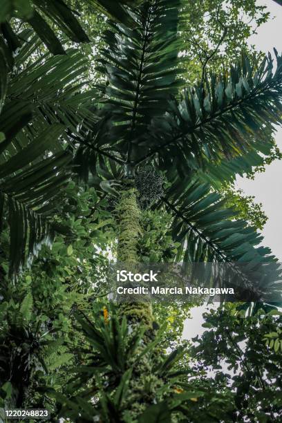 Palm Tree In Mistico Arenal Hanging Bridges Park La Fortuna Alajuela Costa Rica Stock Photo - Download Image Now