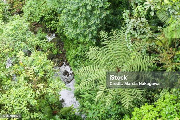Beautiful Green Color In Mistico Arenal Hanging Bridges Park La Fortuna Alajuela Province Costa Rica Stock Photo - Download Image Now