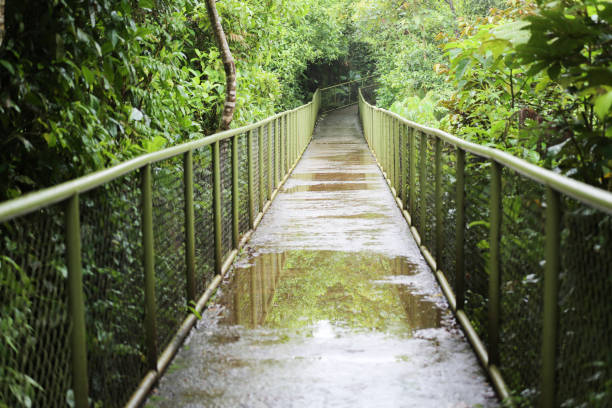 Bridge at Tenorio Volcano National Park, Alajuela, Costa Rica stock photo