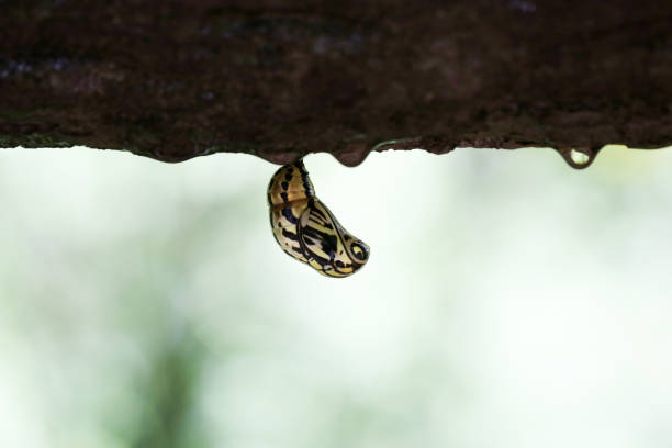 Butterfly pupa in La Fortuna, Alajuela Province, Costa Rica stock photo