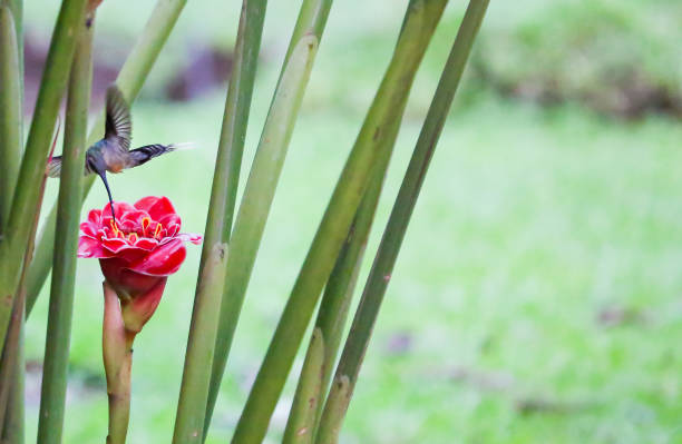 Hummingbird near a flower in The Mistico Arenal Hanging Bridges Park, La Fortuna, Alajuela, Costa Rica stock photo