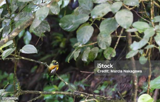 Bird On A Branch In The Mistico Arenal Hanging Bridges Park La Fortuna Alajuela Costa Rica Stock Photo - Download Image Now