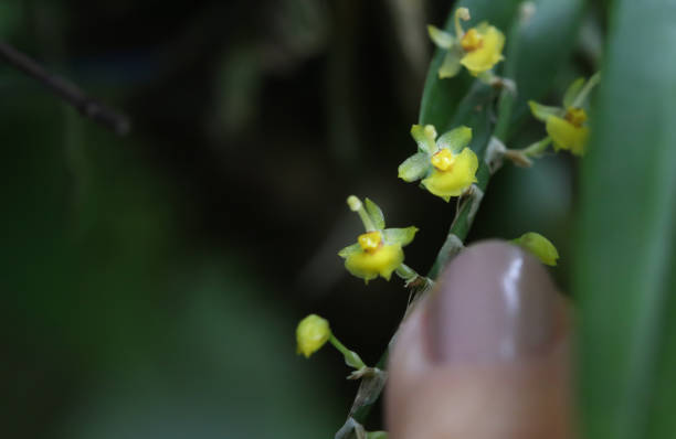 Micro yellow orchid in Monteverde Orchid Garden, Monteverde, Puntarenas, Costa Rica stock photo