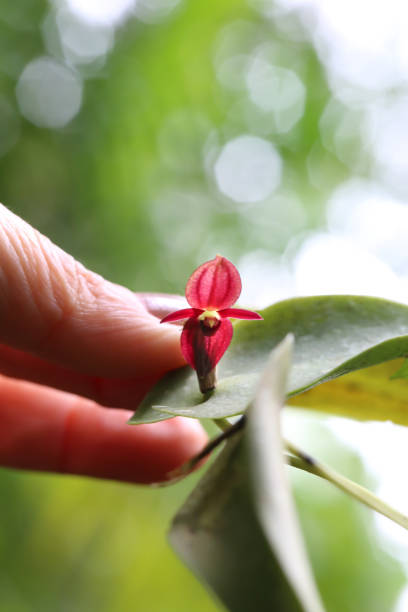 Micro red orchid in Monteverde Orchid Garden, Puntarenas Province, Monteverde, Costa Rica stock photo
