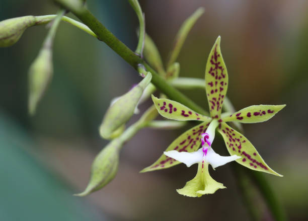 Epidendrum Stamfordianum orchid from Monteverde Orchid Garden in Monteverde, Puntarenas, Costa Rica stock photo