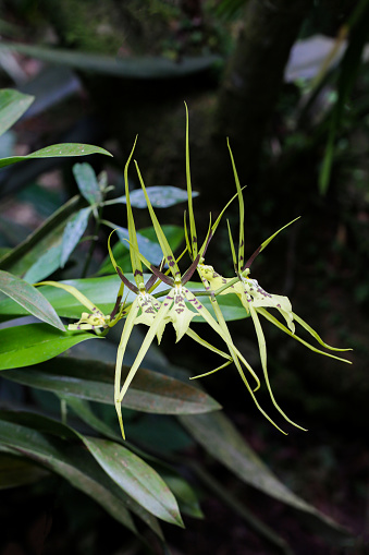 Brassia Gireoudiana or Gireoud's Brassia in from Monteverde Orchid Garden in Monteverde, Puntarenas, Costa Rica.