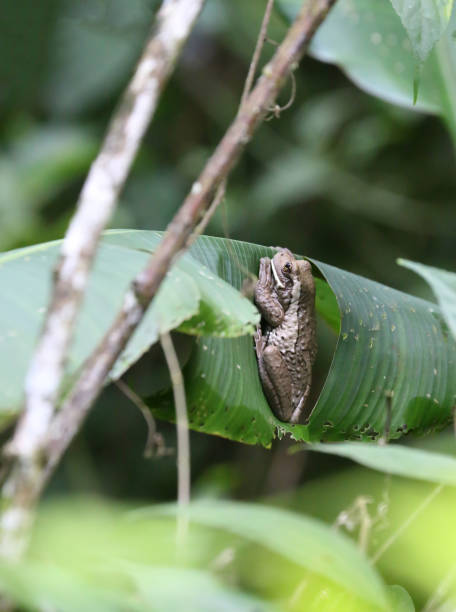 Veined Tree frog (Trachycephalus venulosus) in Manuel Antonio Park, Puntarenas, Costa Rica stock photo