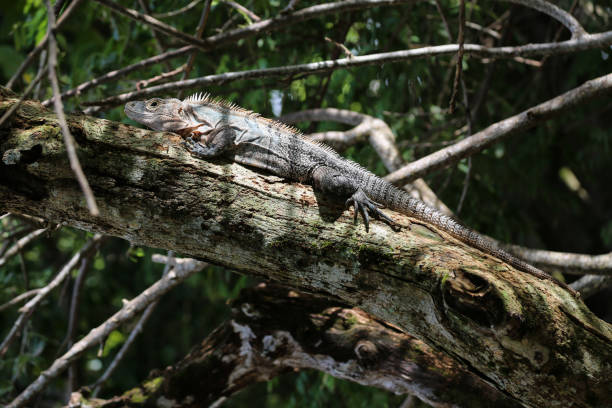 istock Ctenosaura, lizard commonly know as the Spinytail Iguana or Ctenosaurs, at Manuel Antonio Park in Quepos, Puntarenas, Costa Rica 1220248869