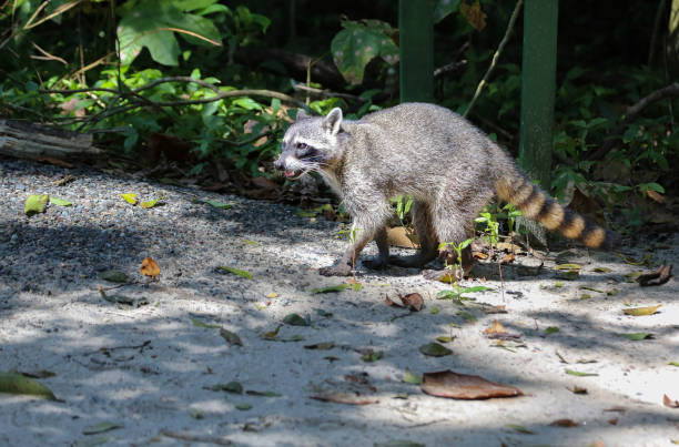 Raccoon (family Procyonidae) along with ring-tails and coatis in Manuel Antonio Park, Puntarenas, Costa Rica stock photo