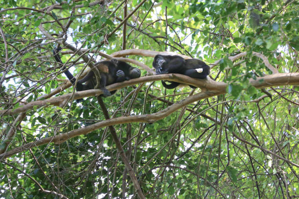 Monkey family sleeping on a branch at Manuel Antonio National Park, Puntarenas, Costa Rica stock photo
