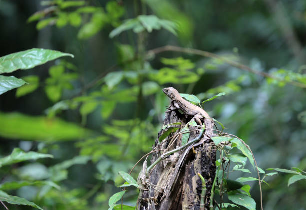 Lizard in Manuel Antonio Park, Puntarenas, Costa Rica stock photo