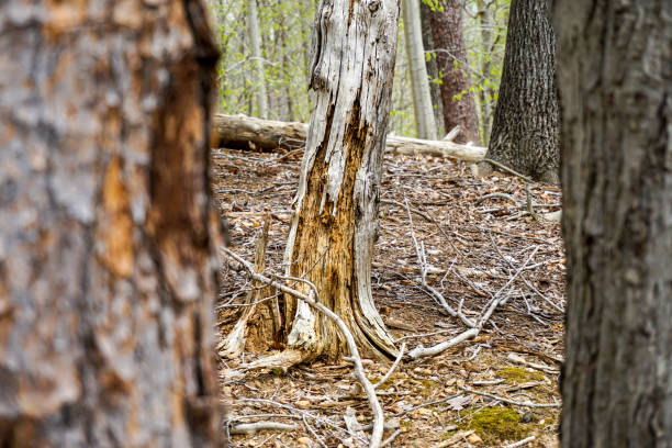 Hiking trail in northern virginia