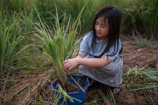 An Asia girl proudly show off the lemongrass that harvested from own farm during the Coronavirus Covid-19 crisis.